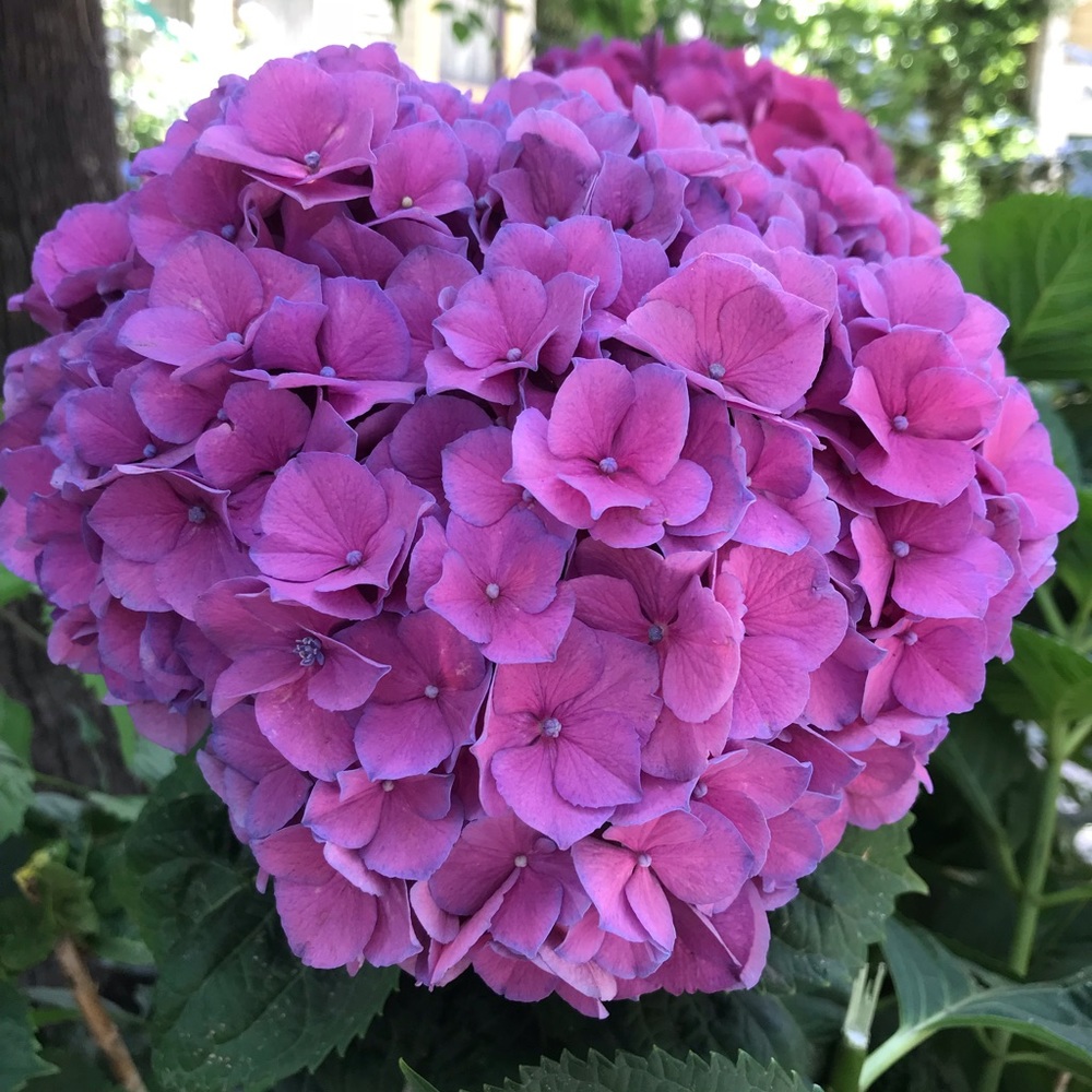 Meet your Posher, Mercy